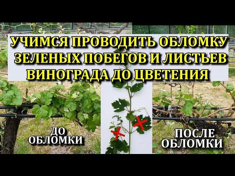 УЧИМСЯ ПРОВОДИТЬ ОБЛОМКУ ЗЕЛЕНЫХ ПОБЕГОВ И ЛИСТЬЕВ ВИНОГРАДА