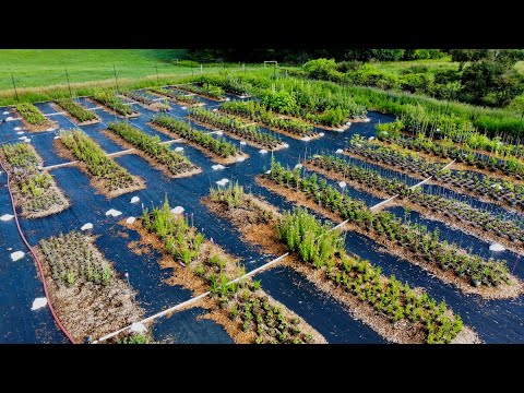 Summer '23 - Potted & Bare-Root Trees