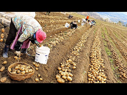 Amazing scale! The mass production process of street food that is not commonly seen