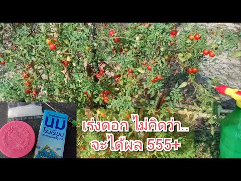 สูตรนี้เร่งดอก ไม่ต้องหมักใช้ได้เลย เห็นผลภายใน7-10วัน