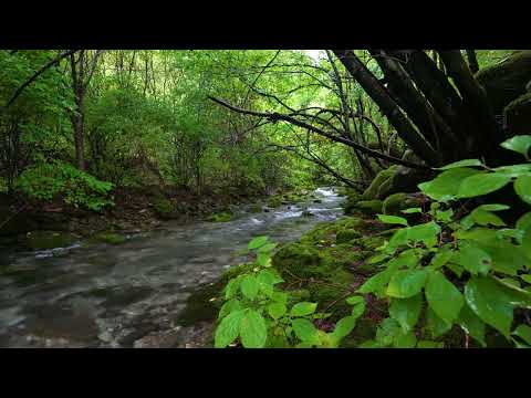 Stream in the Beautiful Green Forest, Nature Sounds, Birds Singing