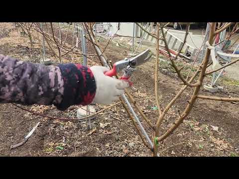 How to prune a peach tree