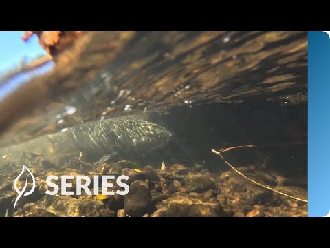 Bringing the Salmon Home | Klamath River Restoration | Restoring at Scale | SERIES