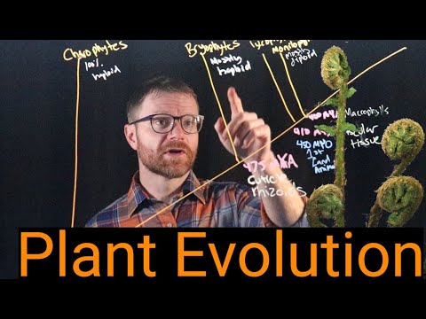 How Flowering Plants Conquered the Earth: an 800-Million-Year Journey