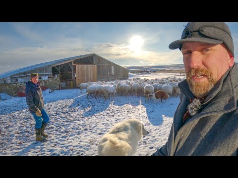 Day in the Life of a SOLO Female Rancher!
