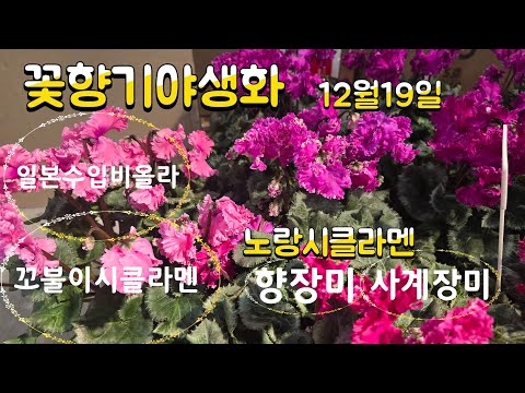 꽃향기야생화 010-7900-7959 #수입 겹 비올라15종 #공기정화식물 #꼬불이시클라멘   #향장미 #사계장미 #gardening  #노랑시클라멘  #카네이션동백