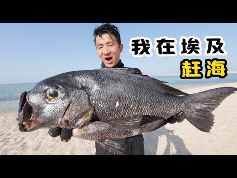 《埃及·红海》第2集：用时两天一夜，探索资源贼好的偏僻小海湾！不仅收获好多巴掌大的海螺，还解锁了好多叫不出名字的大鱼！ #赶海 #潜水 #红海 #埃及旅行 #海鲜盲盒  #抓龙虾 #seafood