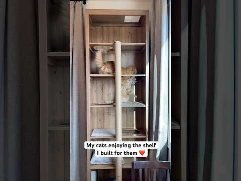 I built a custom cat shelf/cat tower!