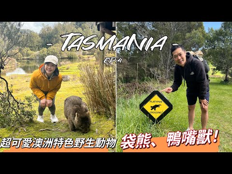 【Tasmania Ep.4】澳洲-塔斯馬尼亞 • 野生動物之旅  近距離看鴨嘴獸 、袋熊🤩• 搖籃山一日遊• Stanley 海上烏魯魯最佳拍照點｜Melofunplay 美樂玩不累