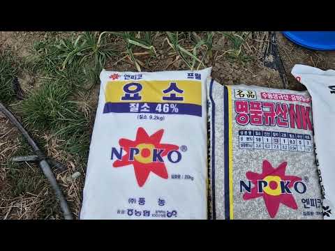 마늘 1차 추비 ㅡ이렇게 주시면 대박납니다.