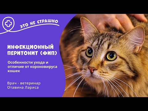 Это не страшно. Инфекционный перитонит (ФИП) у кошек и как с этим жить