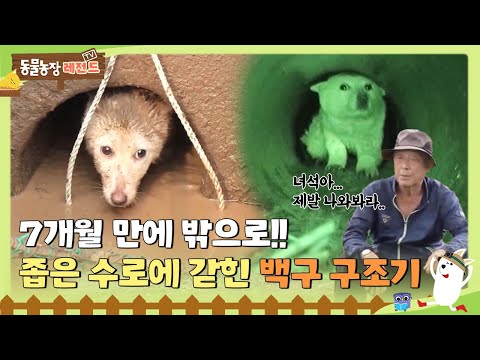 [Animal Farm Legend] It's been 7 months! Baekgu Rescue 🐶 #AnimalFarm #SBSstory