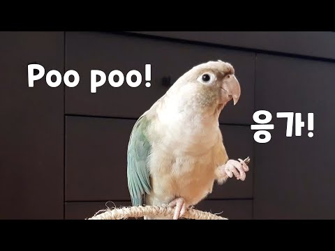 Eng sub) How to potty train a green cheek conure parrot