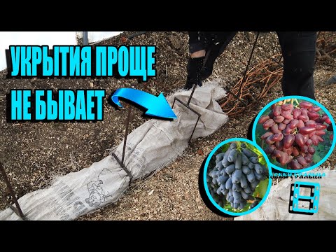ЛАЙФХАК - НАДЕЖНОЕ УКРЫТИЕ ВИНОГРАДА НА ЗИМУ В СРЕДНЕЙ ПОЛОСЕ. СЕВЕРНЫЙ ВИНОГРАДНИК 22-1