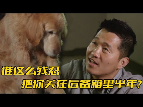 金毛被關在後備箱養了半年，訓犬師前去解救，卻意外牽扯出一段心酸故事