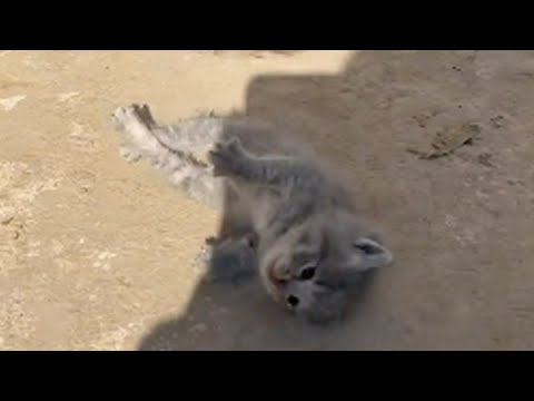 Body stiff and stopped breathing, the poor kitten lay motionless waiting for its end