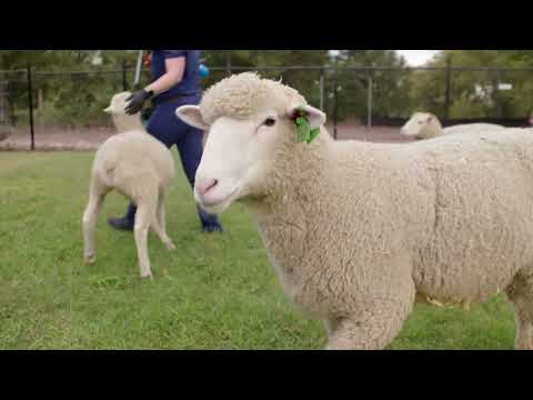 Animal Care at Neuralink 2022 Update