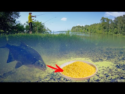 Underwater footage of bream on millet!!! Donkey (feeder) fishing