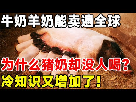 牛奶羊奶能卖遍全球，为什么猪奶却没人喝？冷知识又增加了！#科普 #科普頻道 #牛奶 #羊奶 #猪奶