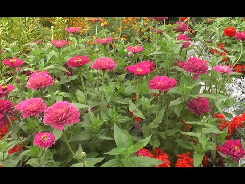 Цинния:  выращивание и уход