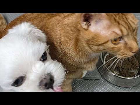 12.20 오늘은 좀 우울해요. 슬기로운 캣맘생활을 다짐하며, 기다리는 길아가들에게 행복을 배달갑니다. Catmom is my life.