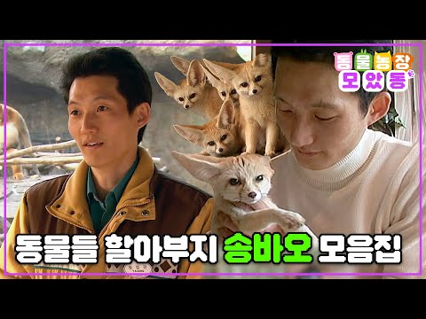 [#모았동물농장] 푸바오 할아부지 송바오🐼 송영관 사육사와 함께한 동물 모음집🦊🐵❤️ #TV동물농장 #AnimalFarm #SBSstory
