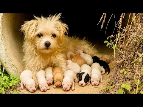 I met a dog mom and her pups by the river🐶, and the story only got warmer afterward! ❤️🥰