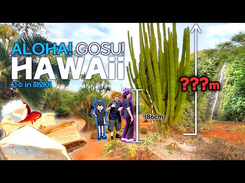 기묘한 식물원 탈출썰, 진주만 투어, 미라클 모닝..? [고수 in 하와이🌺]