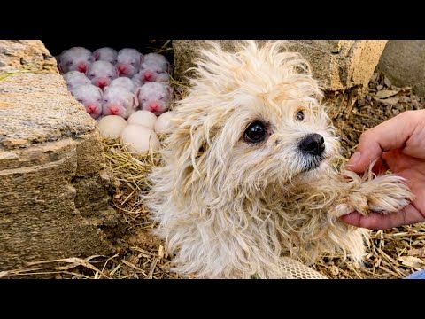 After an unfamiliar dog mom 🐶 came into my home unexpectedly, what followed was heartwarming 👍👍❤!!