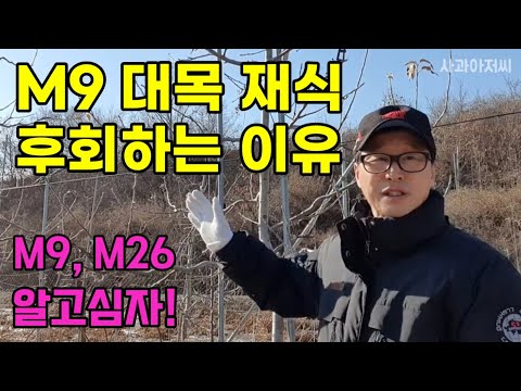 M9대목 짝사랑한 결과는? 사과나무 왜성대목 M9, M26 알고 심자!