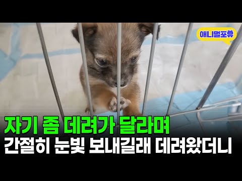 “Please take me with you..” The dog was looking at me with a desperate look, and I couldn’t pass ...