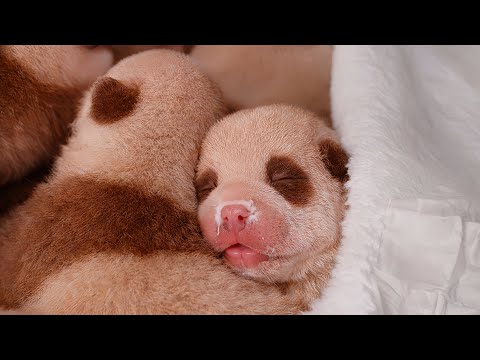 From The Brink Of Death To Motherhood — The World’s Only Brown Giant Panda