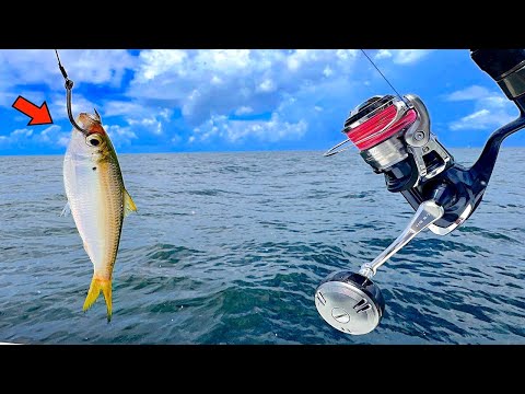 Fishing a LIVE! PILCHARD 70' DEEP in the GULF and Caught THIS!