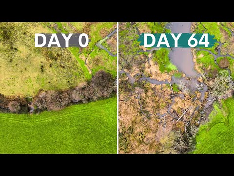 Beavers Created a Thriving Wetland - the results are magic