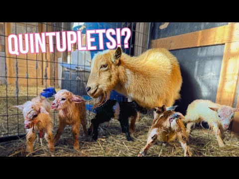 1 in 10,000!!!! Miniature Goat Birth