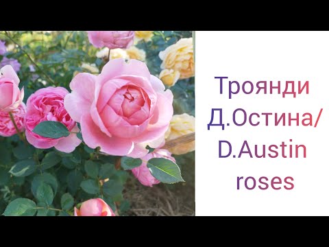 Троянди Д.Остина/D.Austin roses/ Друга хвиля квітування 🌹