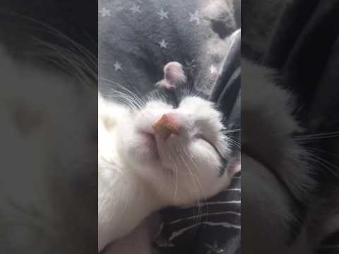 #cats #funnyvideo #meme #funnycats #funnydogs #shorts #dog #cat #dogs