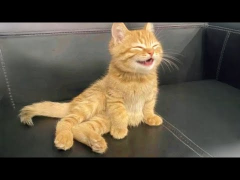 This Happy Cat Sounds Like It’s Laughing 😹🗣️