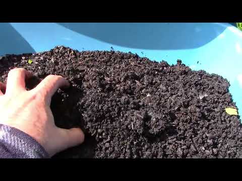 Turn any dirt into topsoil. Biochar VLOG 6, 2024