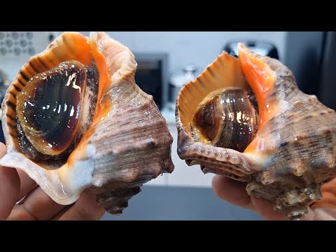 After boiling the conch, be sure to remove "this" and eat it.