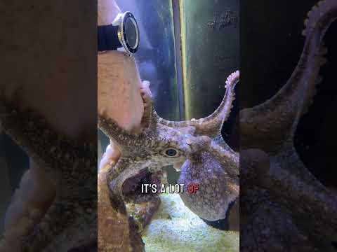 Marley the octopus says hello!
