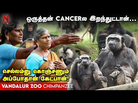 Vandalur Zoo ||அவங்களே அடிச்சிப்பாங்க...அவங்களே சமாதானம் ஆகிடுவாங்க! Chimpanzee || Zoo Maintenance