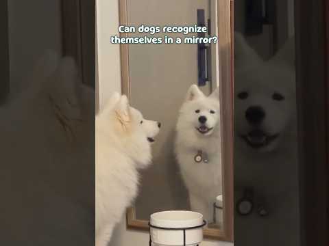 Can Dogs Really See Their Own Reflection? 🐾🪞