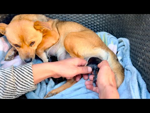 After we helped a dog 🐶 mom give birth, something incredible happened. 🐕🐶😮😮😮