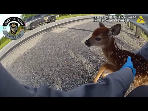 Adorable Baby Deer Rescued From Side of Road by Highway Patrol Officer in Ohio