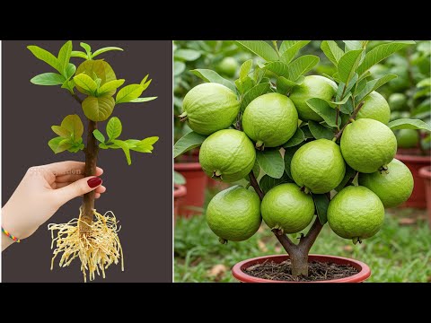 New Ideas Of Propagate Guava Tree From Cutting Faster With Apples, how to Grow guava trees 