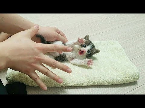 귀여운 아기고양이 몰아보기