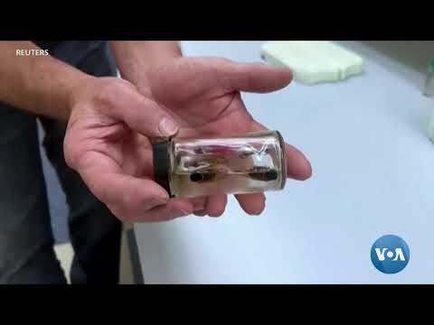 ဗွီအိုအေ မြန်မာညချမ်း (ဇွန်လ ၉၊ ၊ ၂၀၂၄)