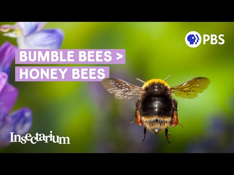 Why Bumble Bees Are the Fuzzy Heroes We Need
