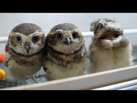 This is what happens when a zookeeper picks up a baby owl and raises it. Be careful, it will hurt...